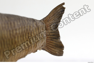 Common chub Squalius cephalus tail 0003.jpg